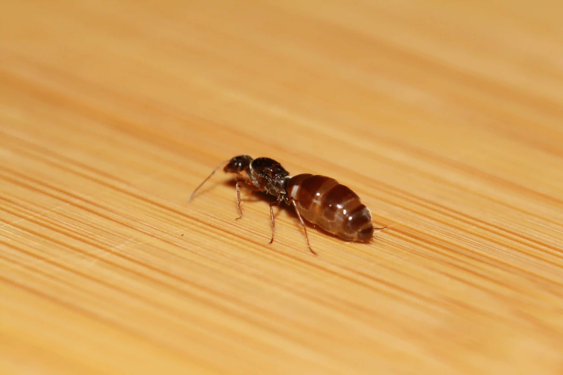 Fertile myrmecocystus lugubris queen ant.
