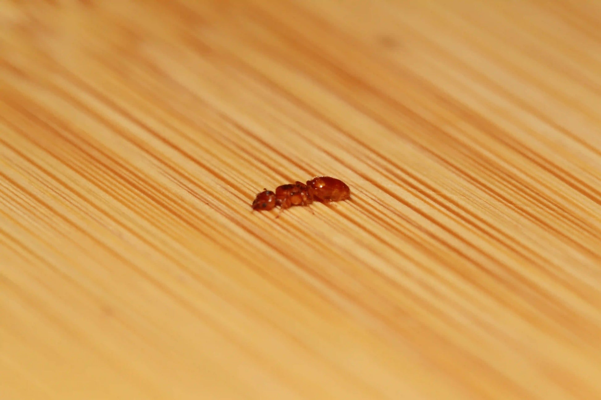 Fertile queen ant of the species pheidole gilvescens.