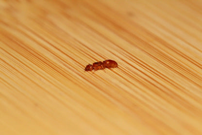 Fertile queen ant of the species pheidole gilvescens.
