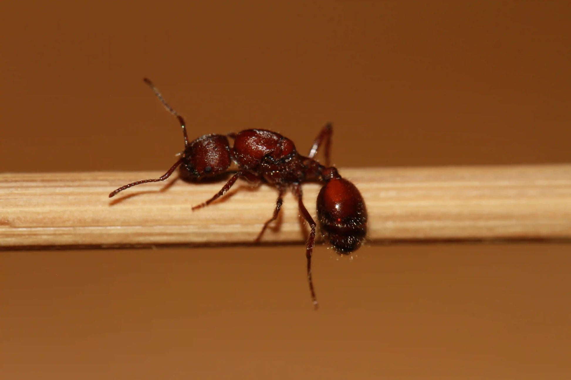fertile mated veromessor andrei queen ant