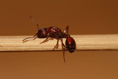 fertile mated veromessor andrei queen ant