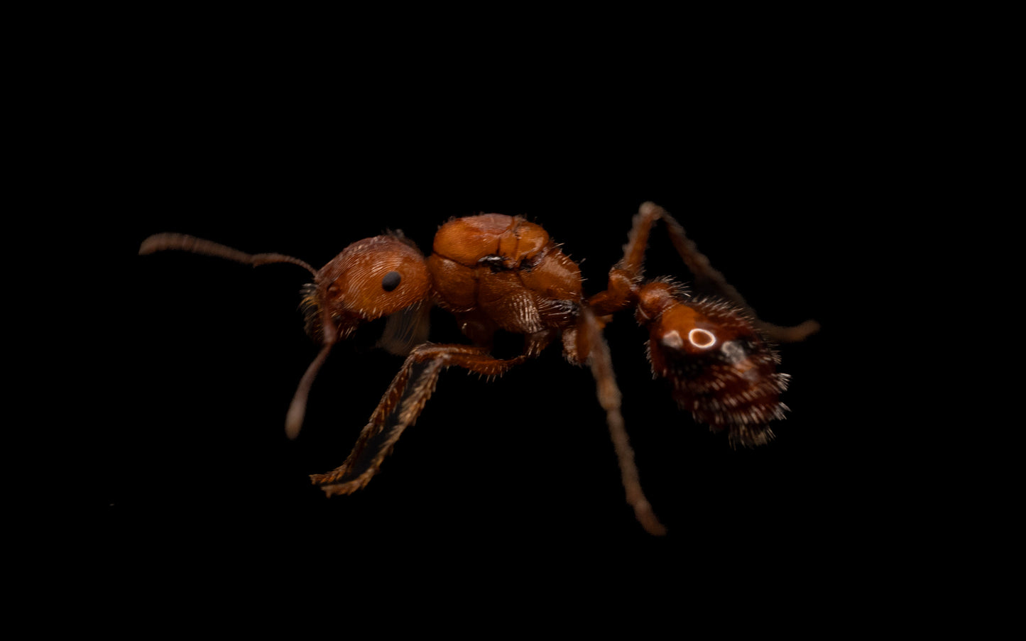 Californian Harvester Ant - Pogonomyrmex californicus (Polygynous Colonies Available!)
