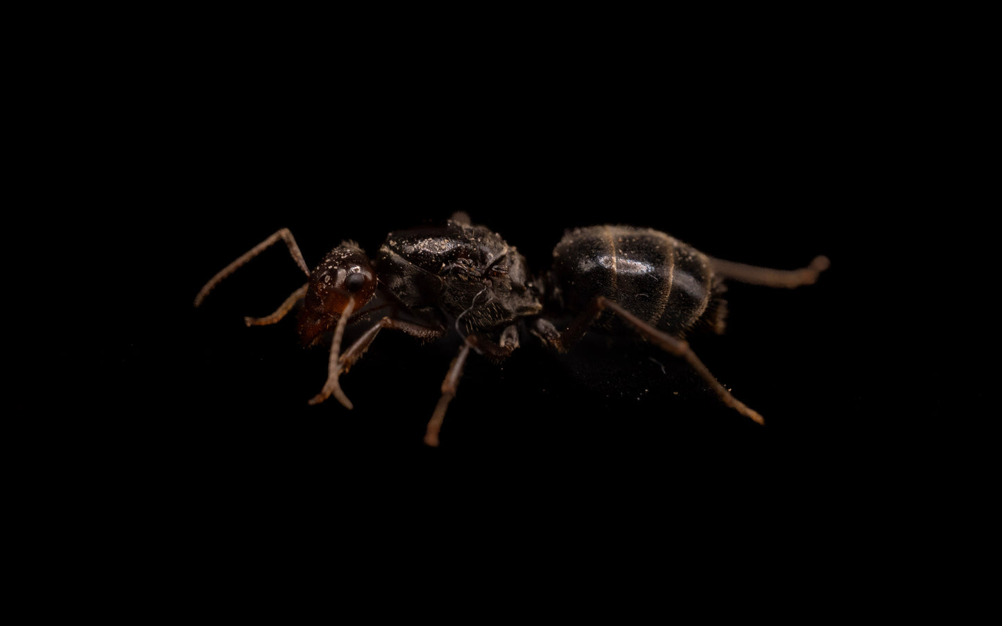 Yellow Headed Honeypot Ant - Myrmecocystus flaviceps
