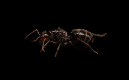 Yellow Headed Honeypot Ant - Myrmecocystus flaviceps