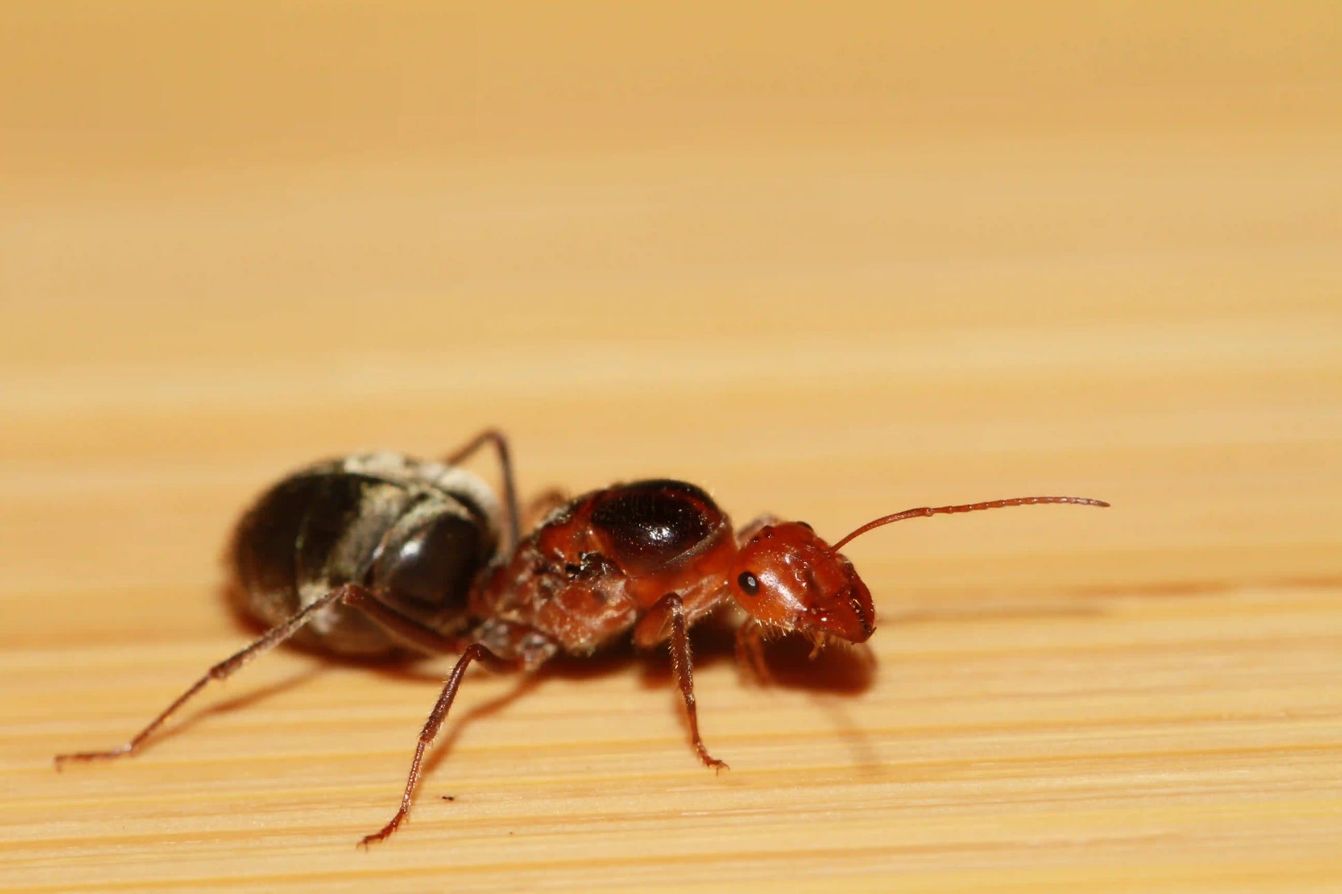 myrmecocystus semirufus founding queen macro