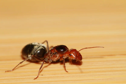 myrmecocystus semirufus founding queen macro