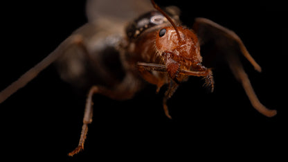 myrmecocystus semirufus founding queen macro