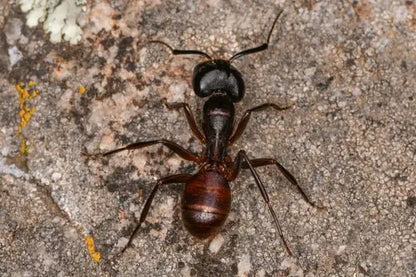Camponotus CA02 Major walking on a log.