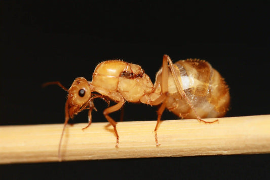 Myrmecocystus Mexicanus Queen walking.
