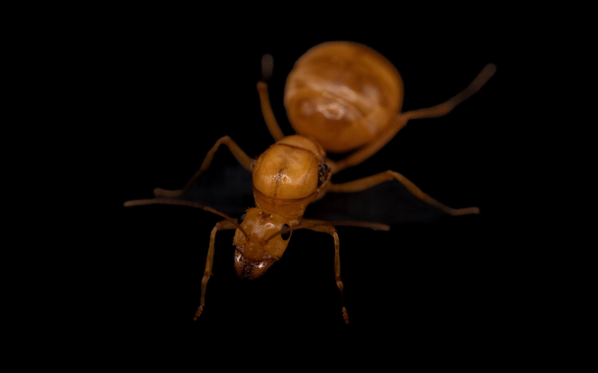 myrmecocystus mexicanus giant golden honeypot