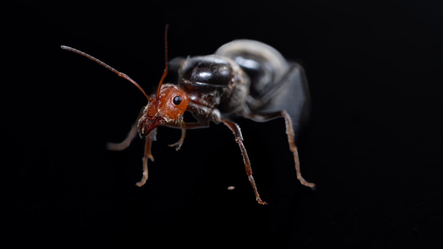 Macro of a myrmecocystus placodops queen