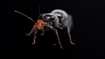 Macro of a myrmecocystus placodops queen