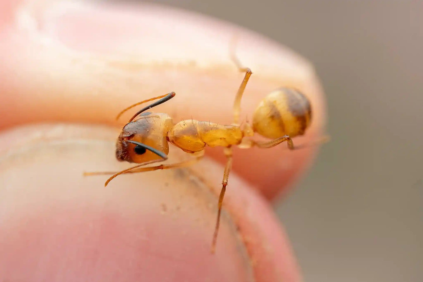 Camponotus fragilis major worker