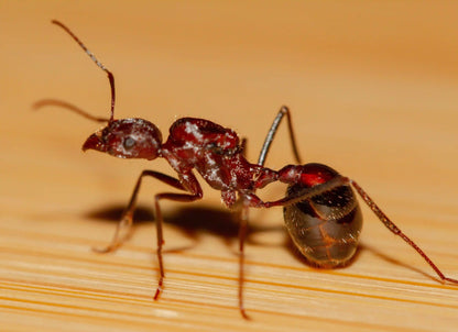 Novomessor cockerelli harvester ant queen