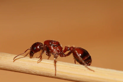 Closeup of a harvester ant queen