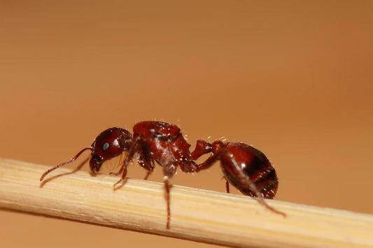 Closeup of a harvester ant queen