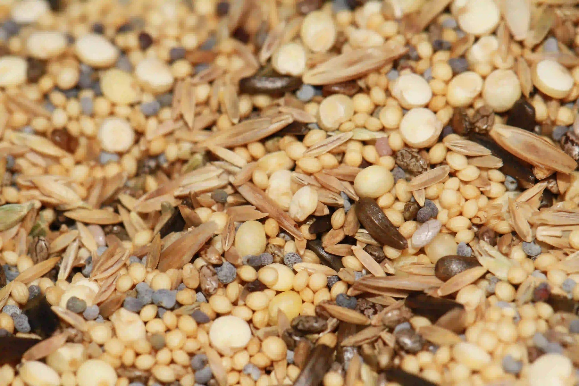 Variety pack of seeds for harvester ants