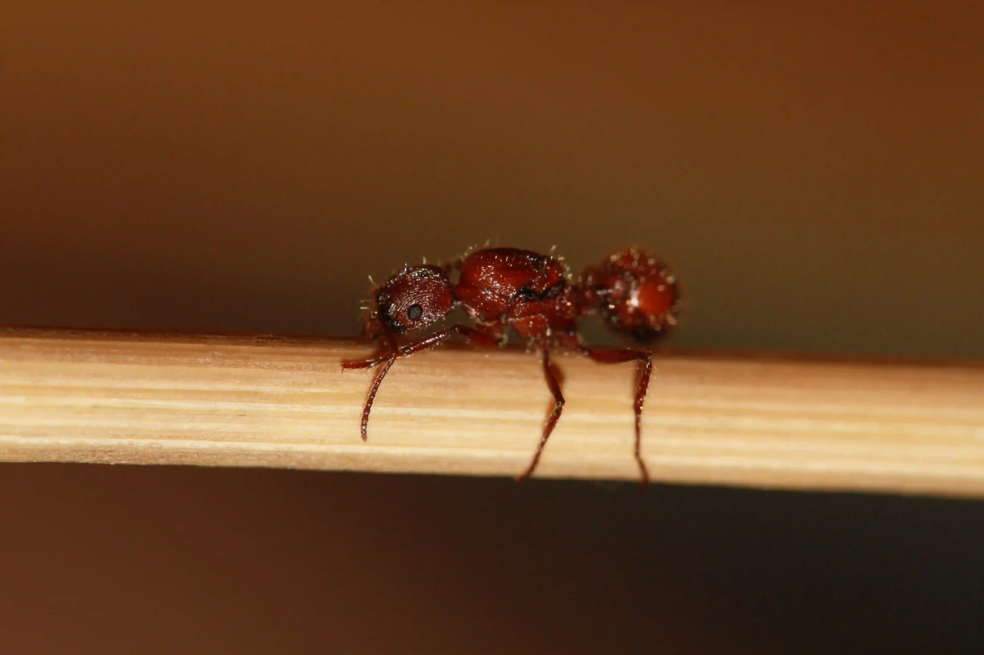 harvester ant queen of the species veromessor andrei close up