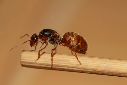 Myrmecocystus kathjuli queen ant close up