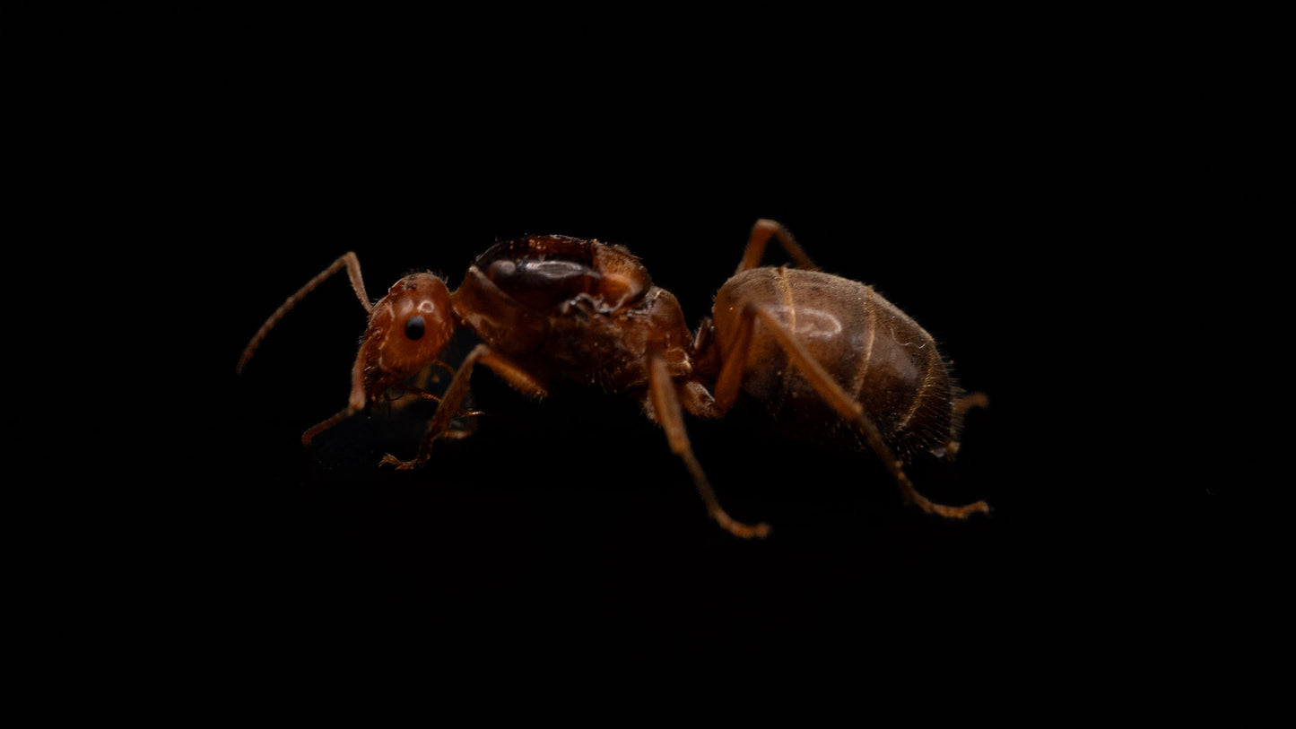 Kennedy's Honeypot Ant - Myrmecocystus kennedyi