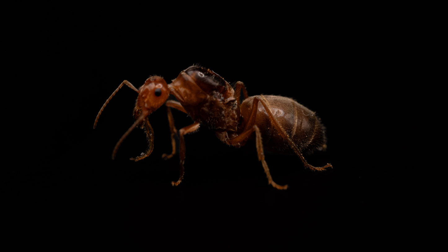 Kennedy's Honeypot Ant - Myrmecocystus kennedyi