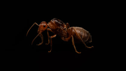 Kennedy's Honeypot Ant - Myrmecocystus kennedyi