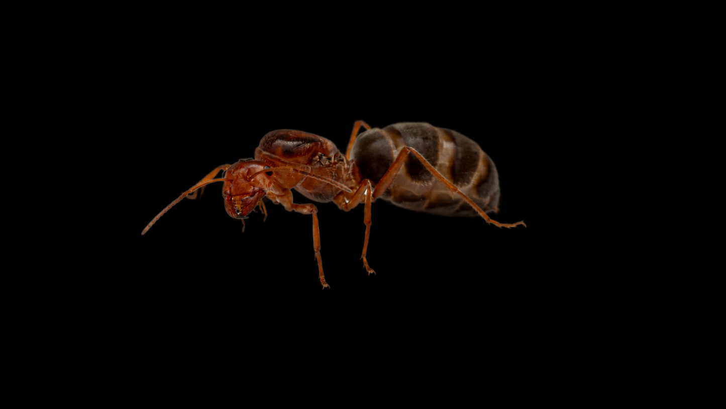 Kennedy's Honeypot Ant - Myrmecocystus kennedyi (Northern Variety)