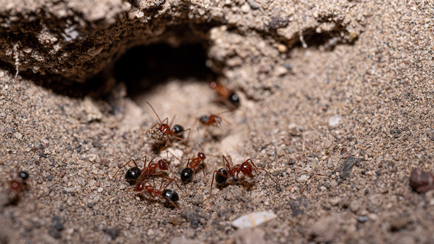 Kennedy's Honeypot Ant - Myrmecocystus kennedyi (Northern Variety)