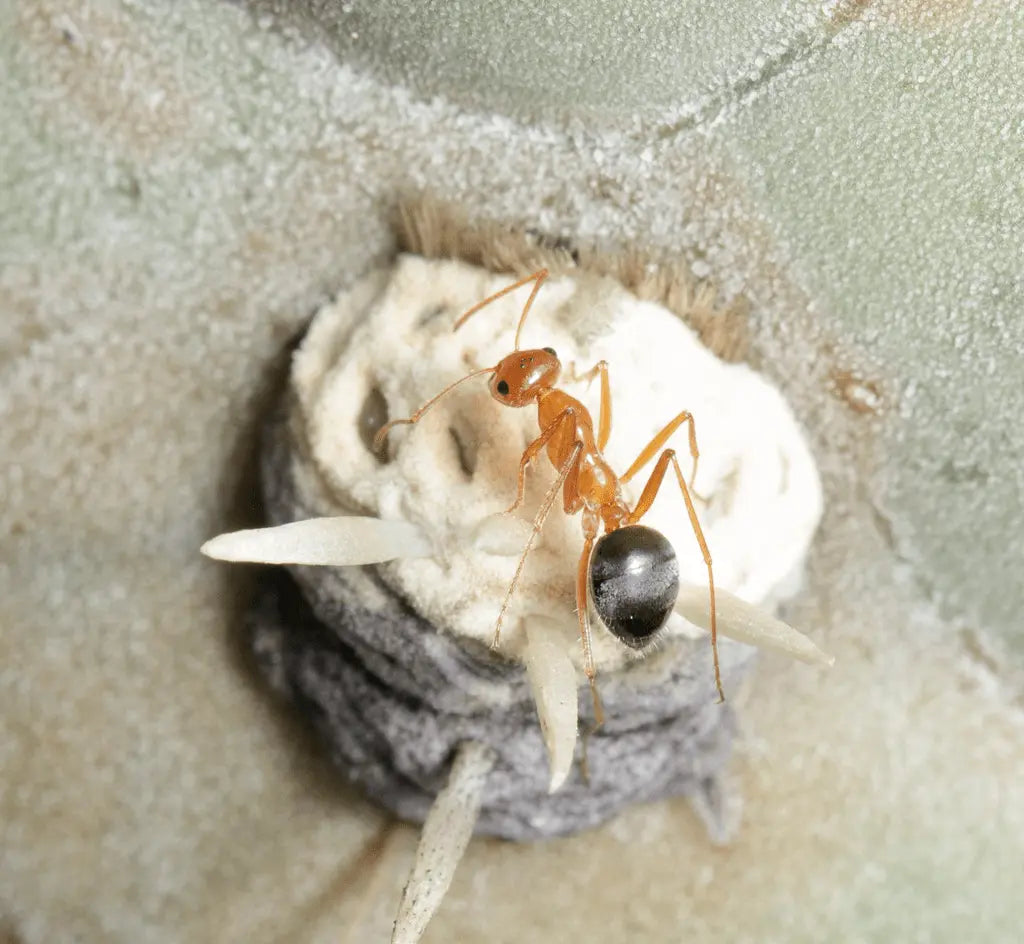 kennedy's honeypot ant drinking nectar