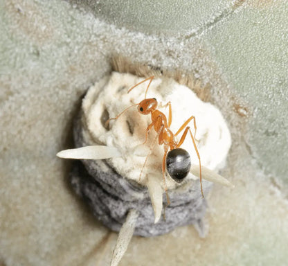 kennedy's honeypot ant drinking nectar