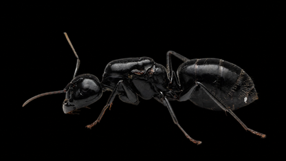 Hairless Smooth Carpenter Ant - Camponotus laevigatus