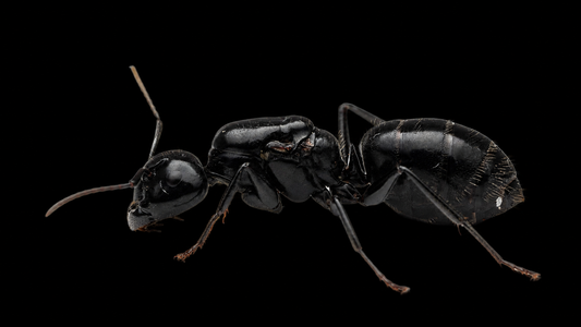 Hairless Smooth Carpenter Ant - Camponotus laevigatus