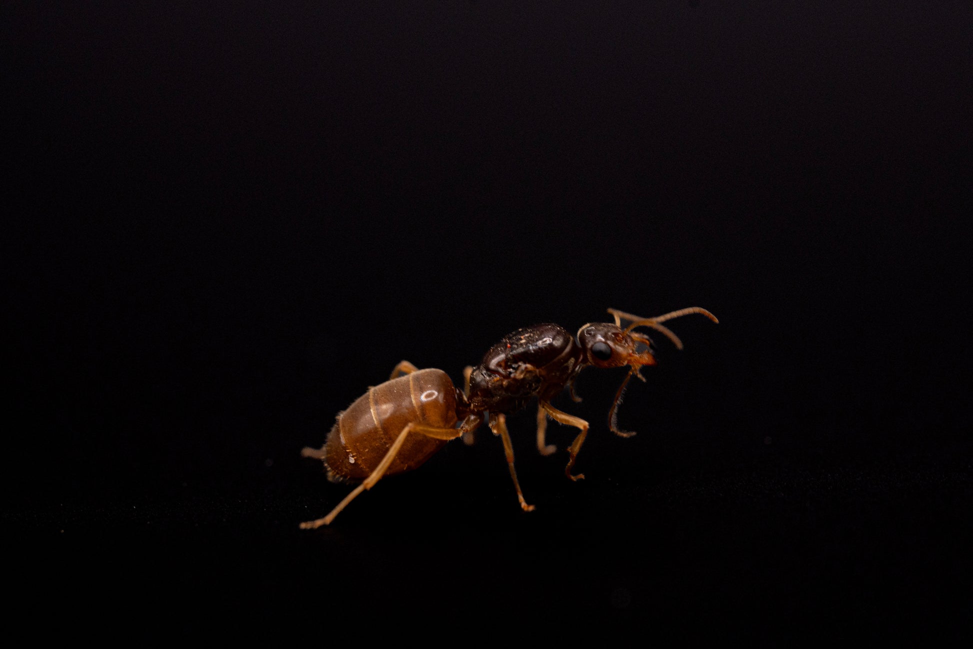 live large-eyed honeypot myrmecocystus ewarti