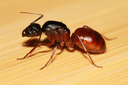 Dealate Camponotus CA02 Queen