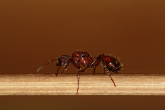 Live fertile veromessor andrei queen ant