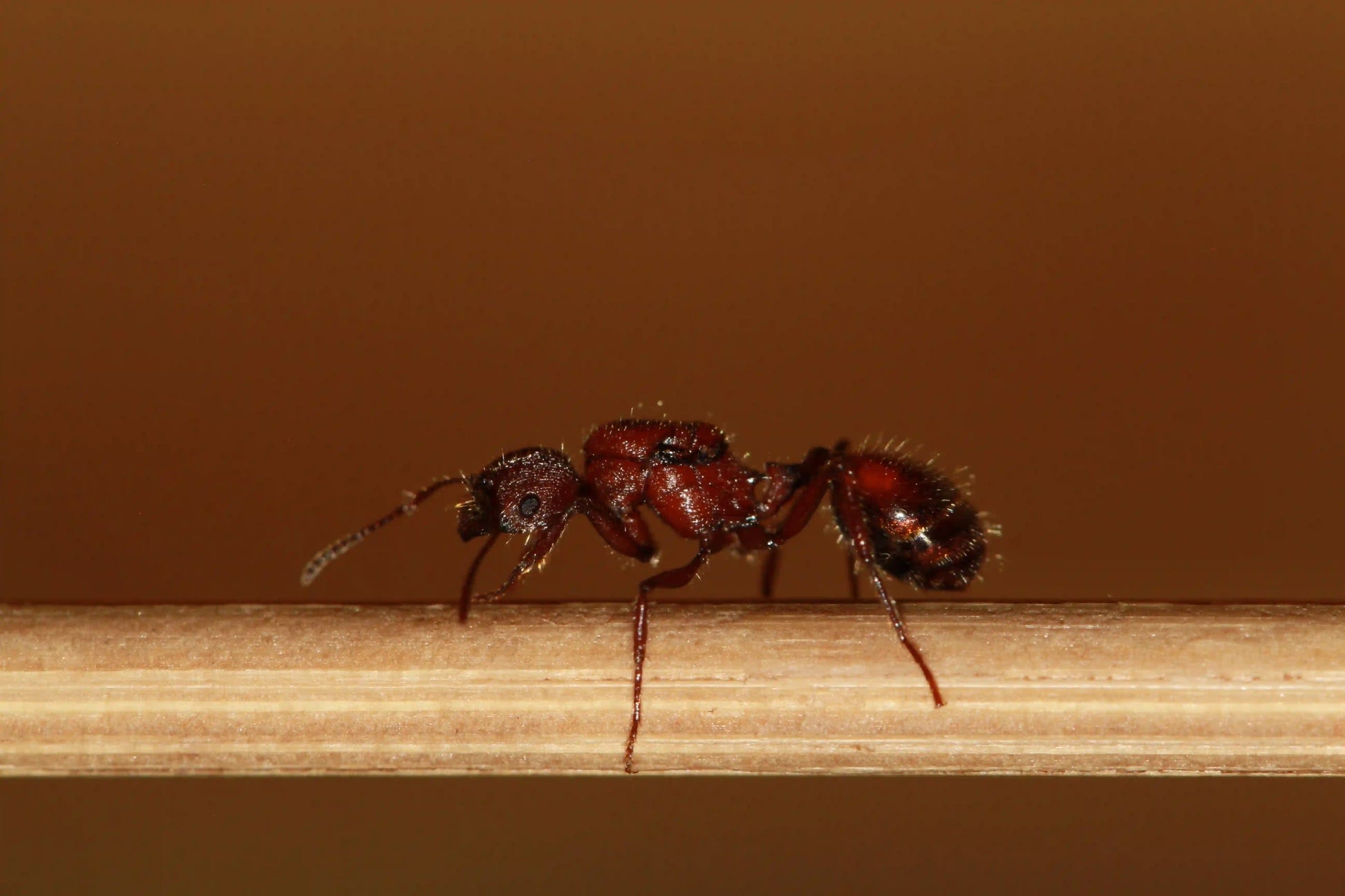 Live fertile veromessor andrei queen ant 