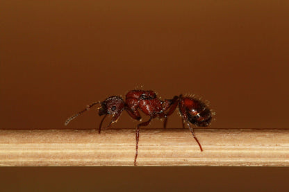 Live fertile veromessor andrei queen ant 