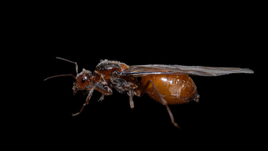 live honeypot ant queen myrmecocystus wheeleri