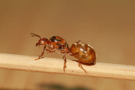 live honeypot ant myrmecocystus wheeleri queen 