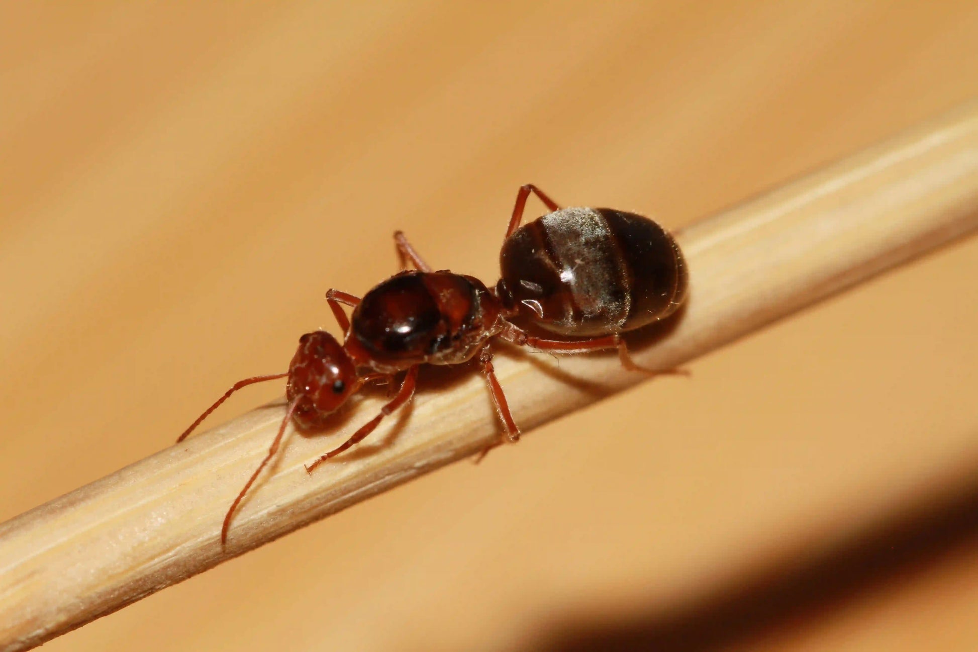 Live Queen ant myrmecocystus kennedyi
