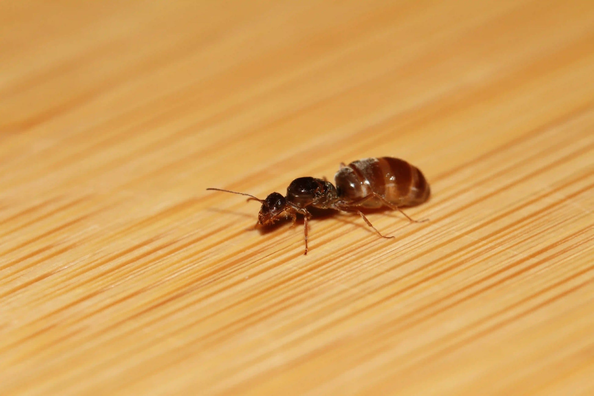 Live fertile myrmecocystus lugubris queen ant