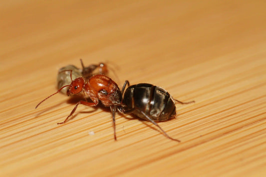 Live myrmecocystus mendax queen