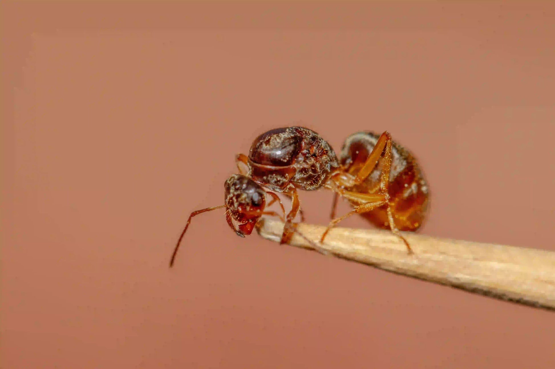 live queen ant of the species myrmecocystus testaceus