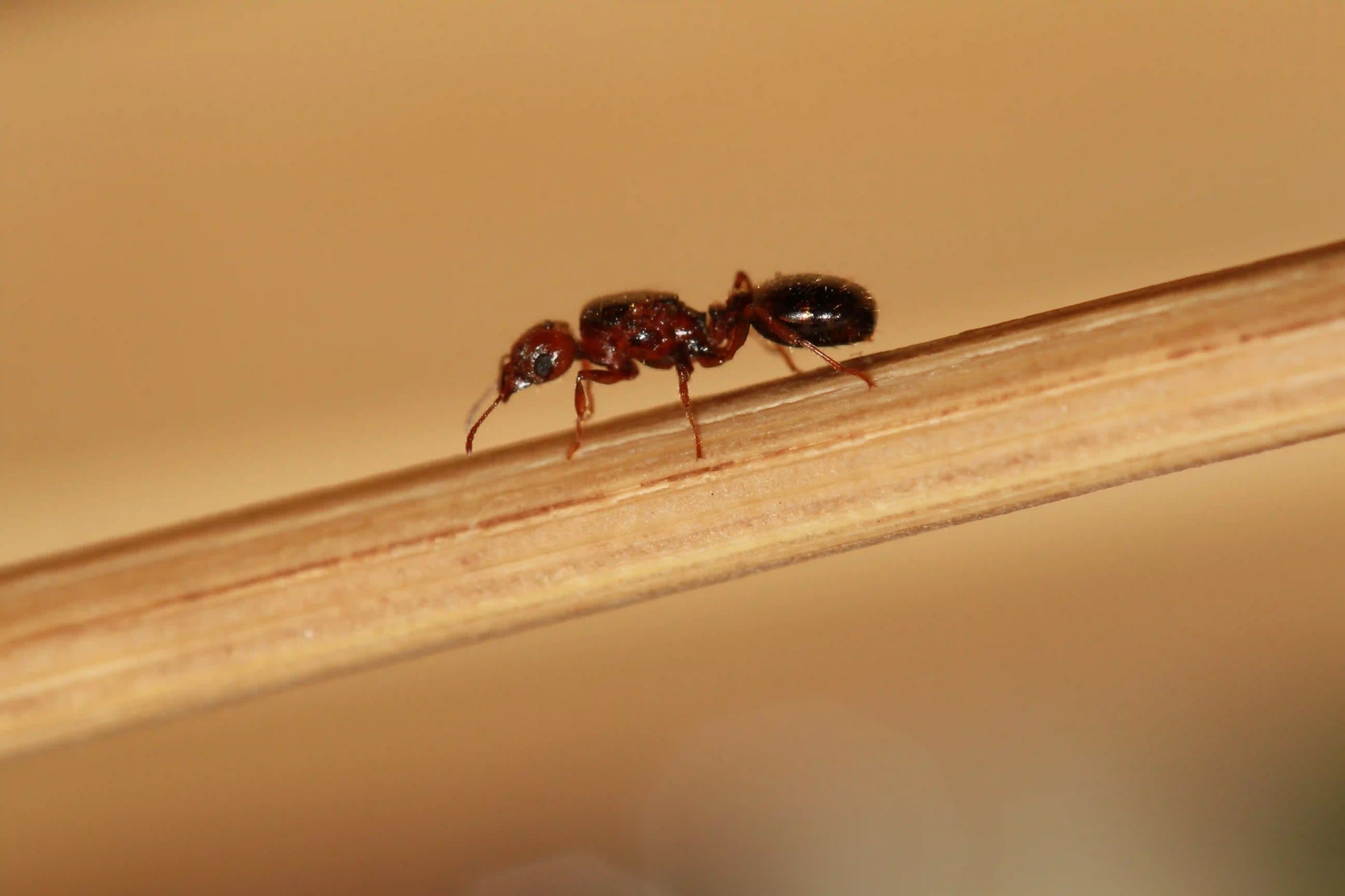 live pheidole xerophila queen walking