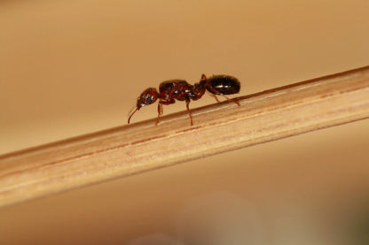 live pheidole xerophila queen walking