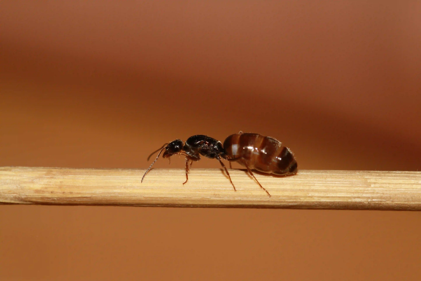 Closeup of a slender honeypot ant queen.