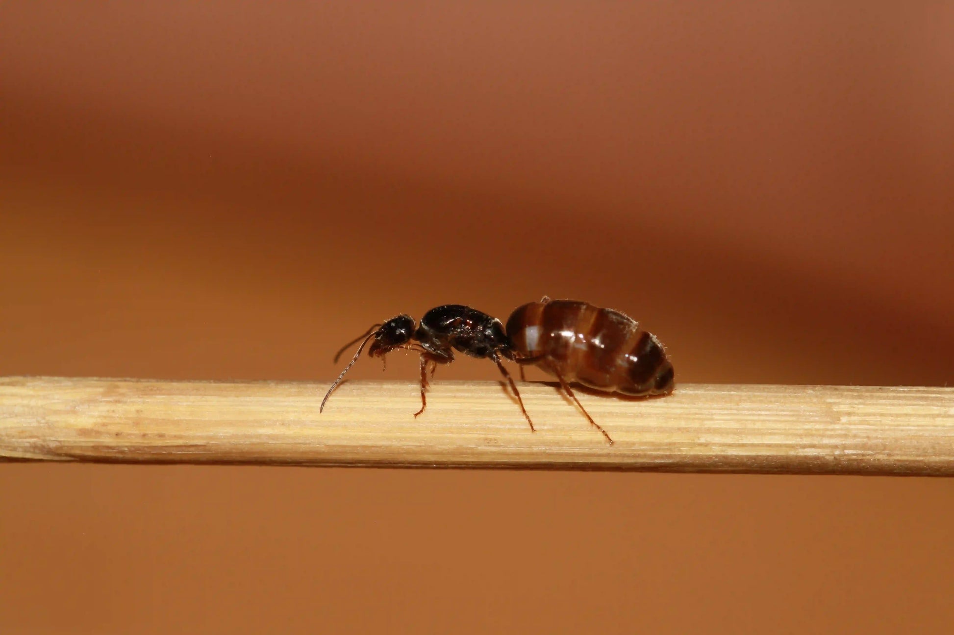 Closeup of a slender honeypot ant queen.