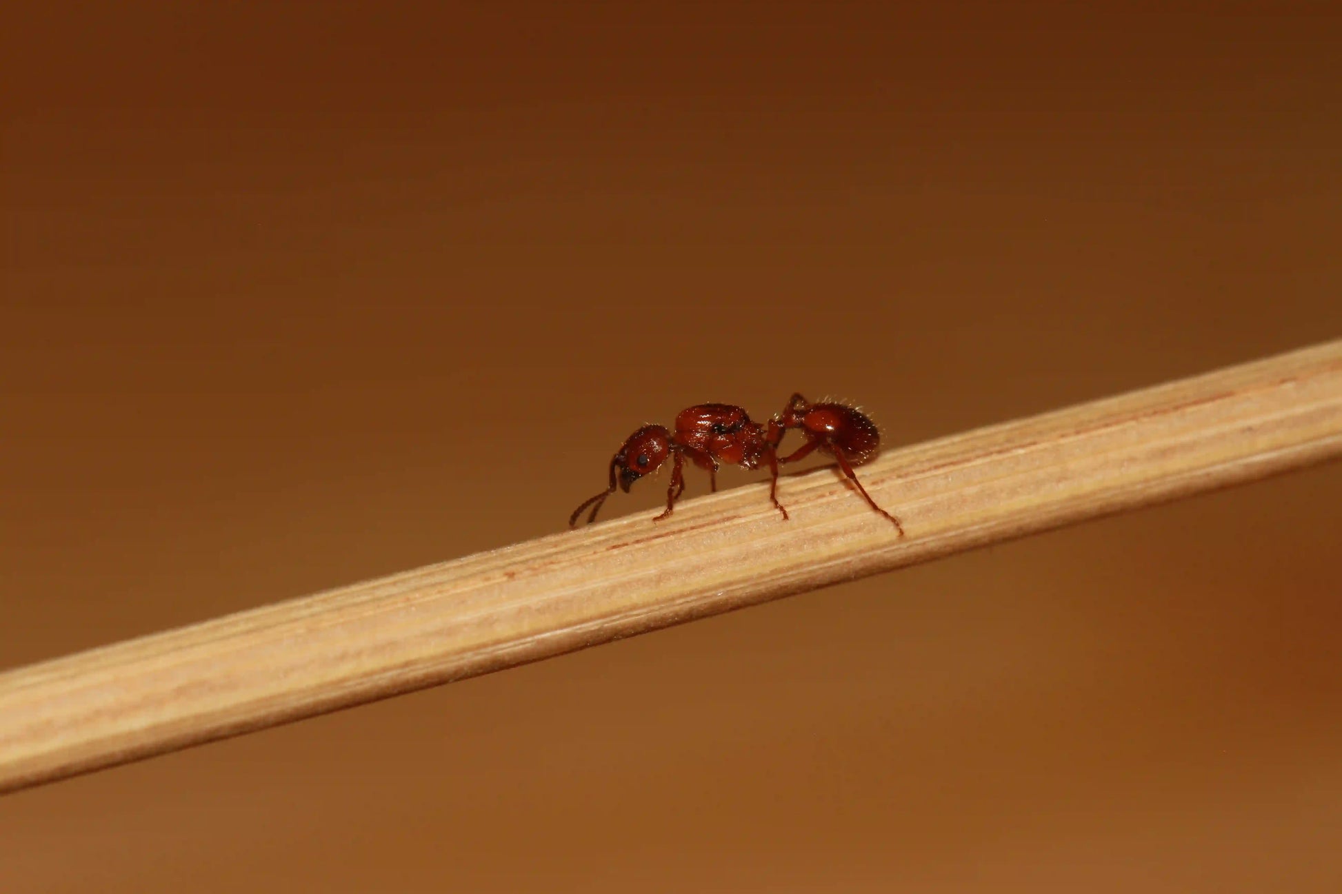 Live Veromessor Chamberlini Ant Queen ready to start it's colony