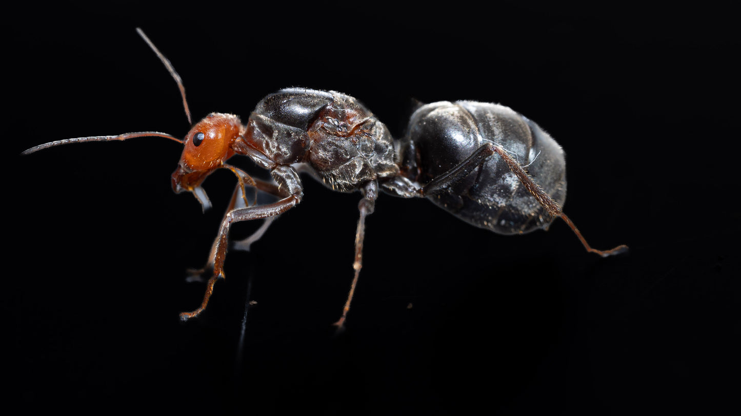 Giant Red Headed Honeypot Ant - Myrmecocystus placodops-01