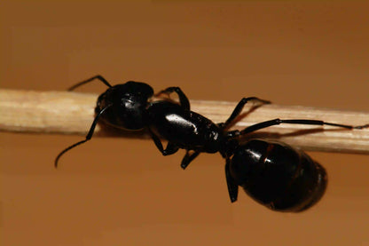 camponotus laevigatus queen up close
